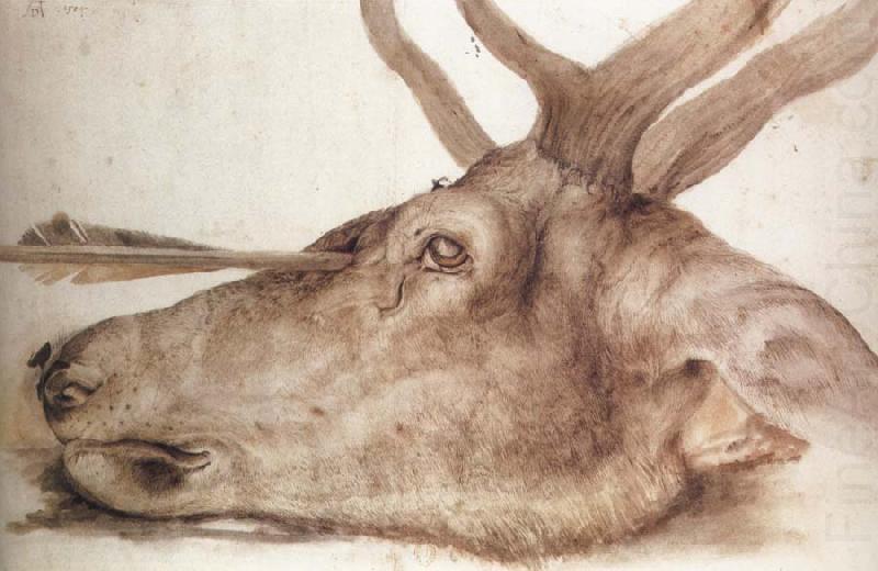 The Head of a stag Killed by an arrow, Albrecht Durer